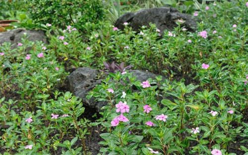 How To Build And Plant An Alpine Rock Garden David Domoney