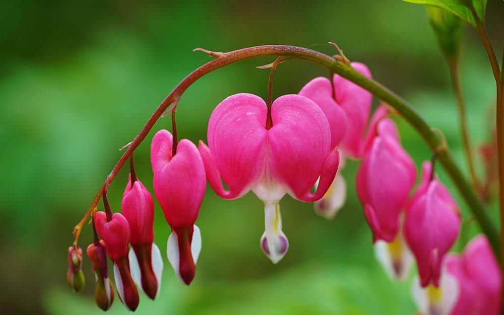 Best time to plant bleeding hearts Idea