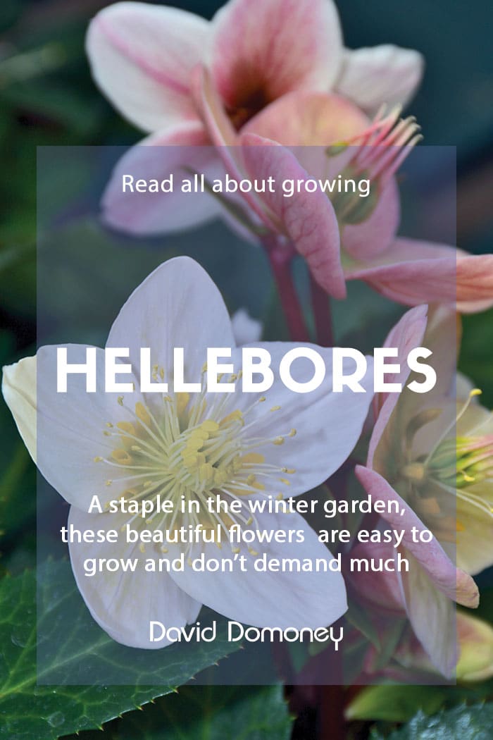 Growing hellebores in your garden