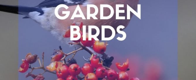 Garden birds feature