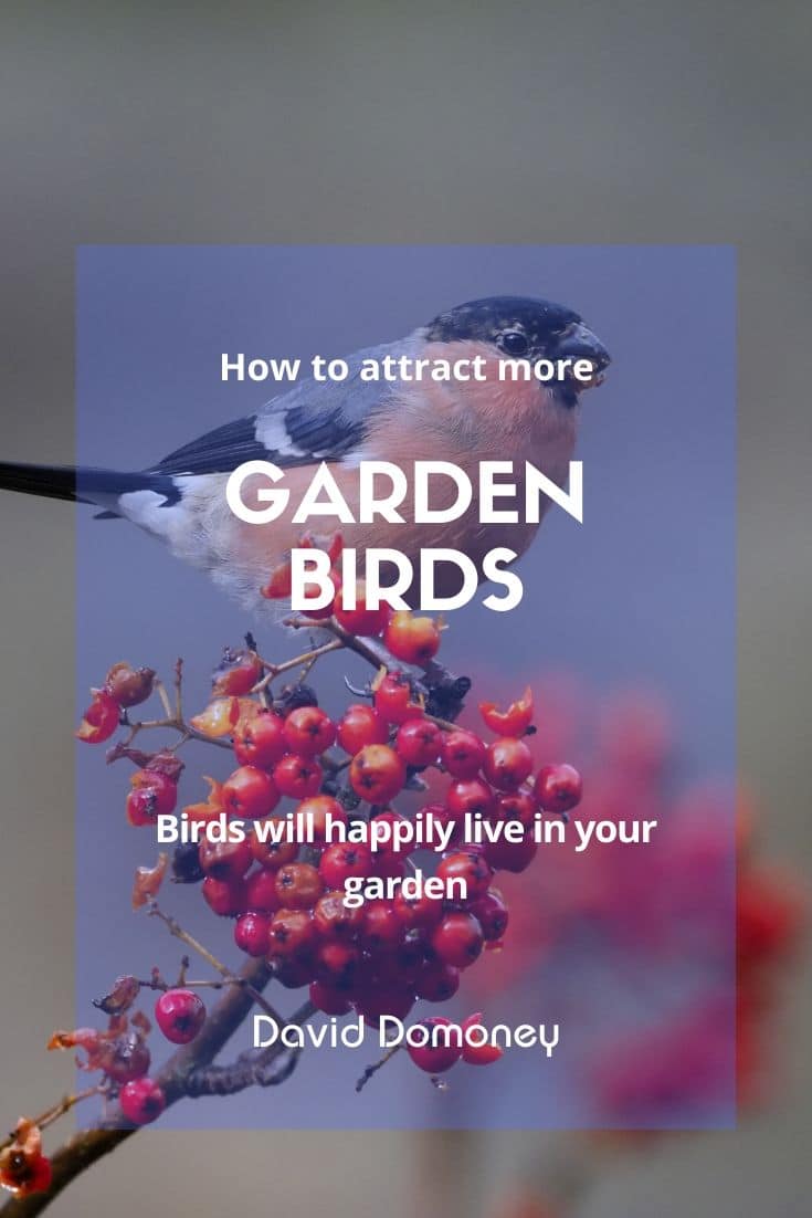 Garden birds feature