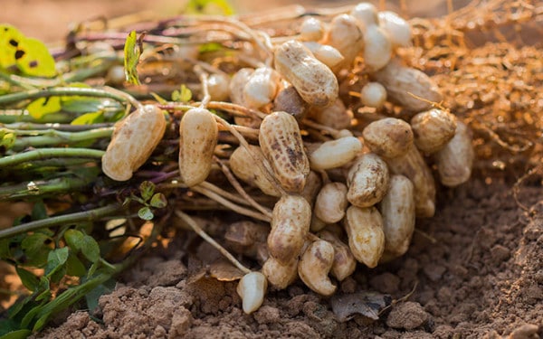 How To Grow Your Own Peanut Plant - David Domoney