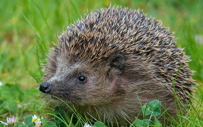 How To Encourage Hedgehogs Into Your Garden | Fasci Garden