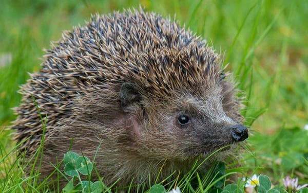 How to attract hedgehogs into your garden - David Domoney