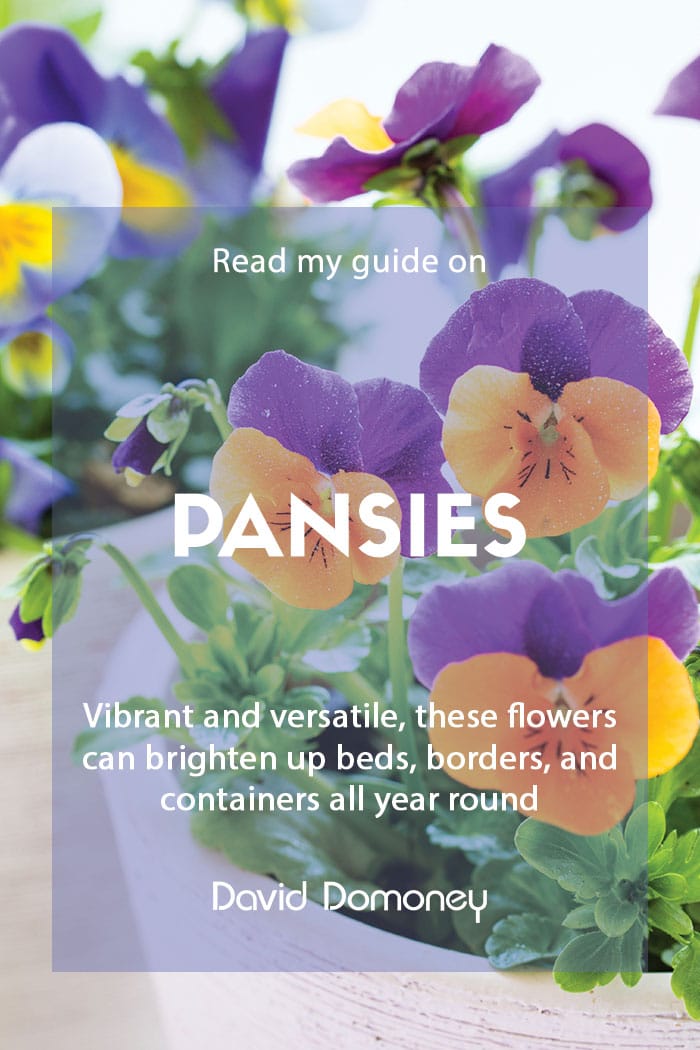 My guide to pansies