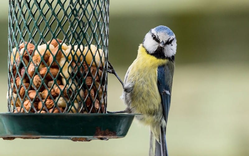 How to make your garden a haven for wild birds