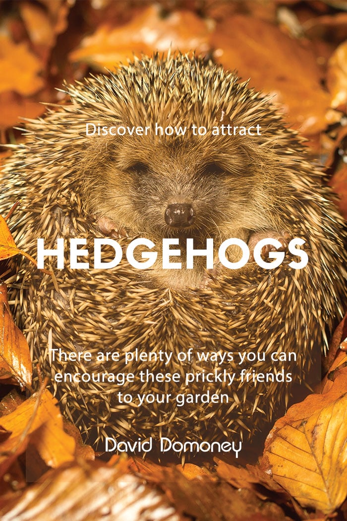 How to attract hedgehogs into your garden - David Domoney ...