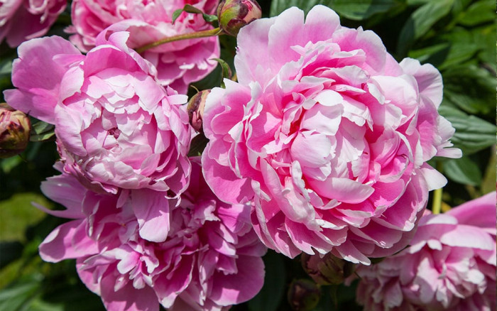 Plant Spotlight: how to grow peonies and the best blooms to buy - David ...