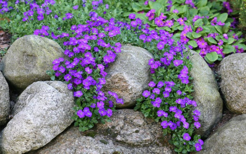 How to: build and plant an alpine rock garden - David Domoney