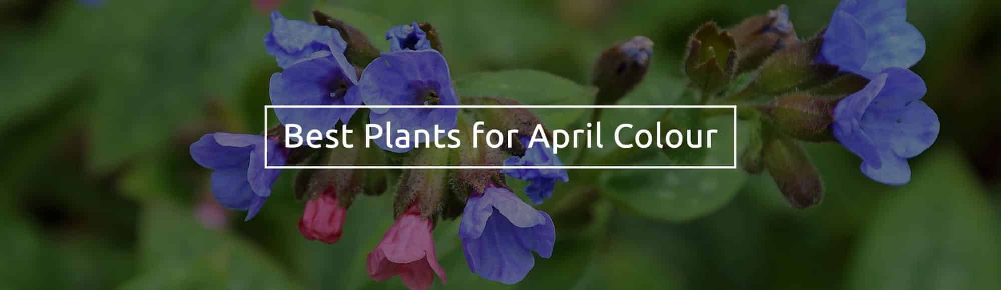 The Three Best Plants That Flower in April David Domoney