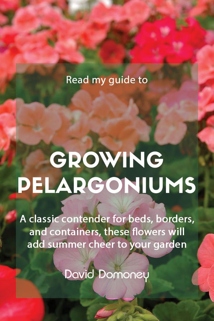 Guide to growing pelargoniums