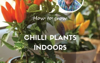 How to grow chilli peppers indoors on a windowsill feature