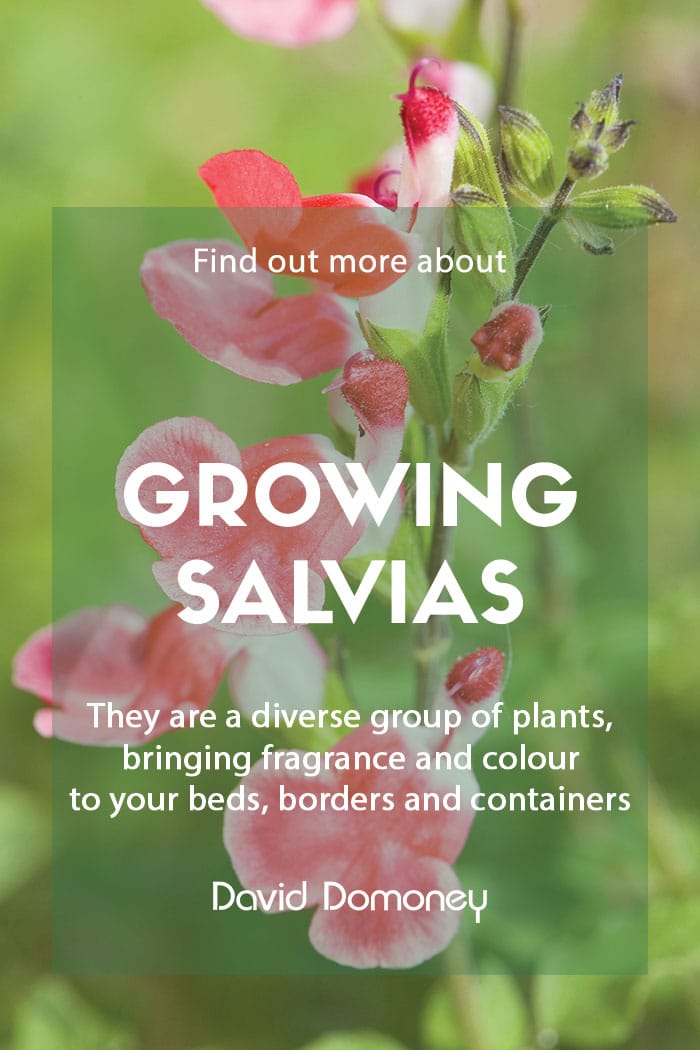 Growing salvias in your garden