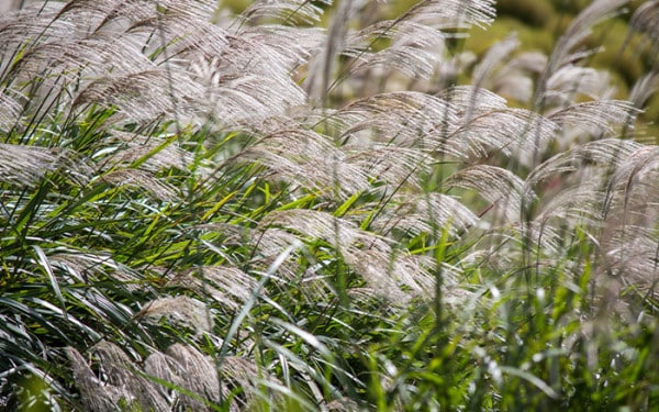 How to create autumn garden colour with late flowering plants