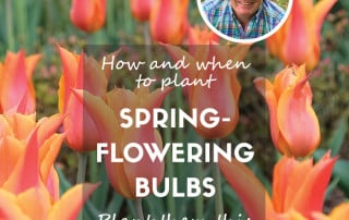 How and when to plant spring-flowering bulbs feature