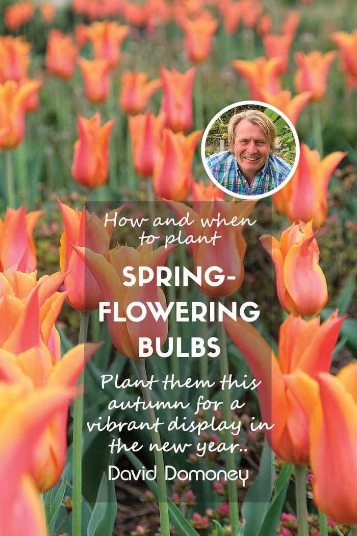 How and when to plant spring-flowering bulbs feature