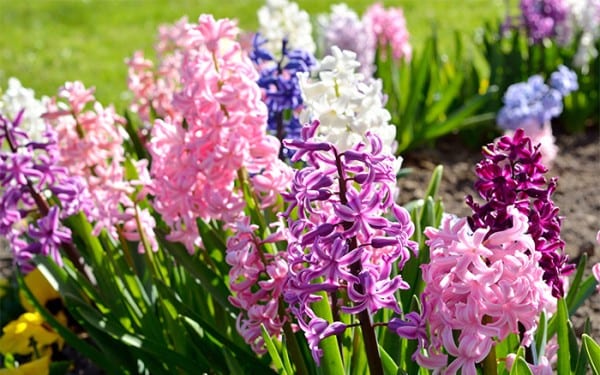 12 best spring-flowering plants for a colourful garden