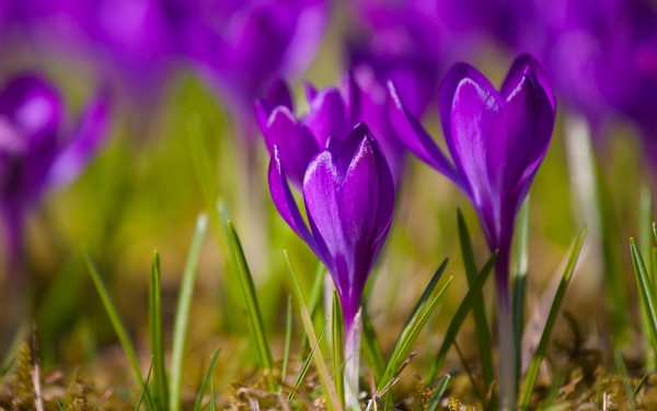 The 8 best spring-flowering bulbs to plant in autumn