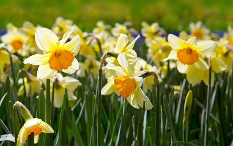 The 8 best spring-flowering bulbs to plant in autumn