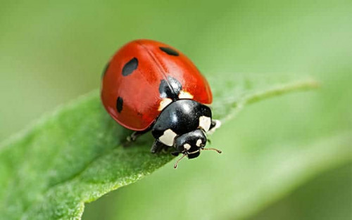 How to build a pine cone ladybird hotel - Wild About Gardens