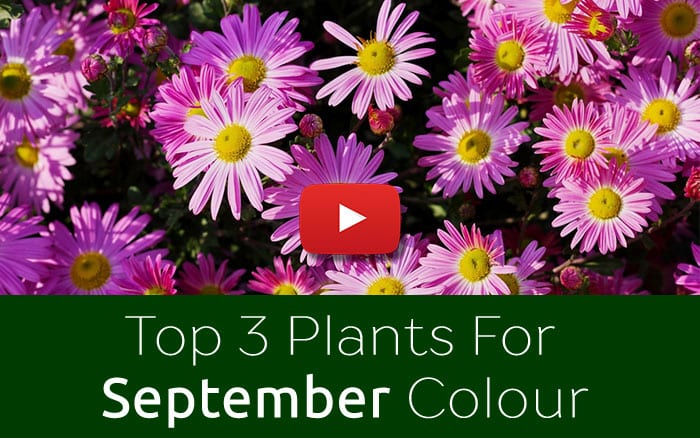 Top three late-flowering plants for garden colour in September