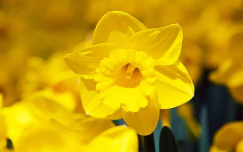 How to plant spring flowering bulbs in borders and containers