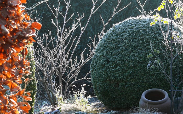 How to protect garden plants from winter frost - David Domoney