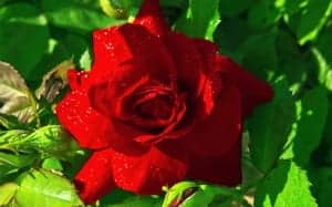 rojo-rosa híbrido de té floribunda rosas cuándo y dónde plantar rosas