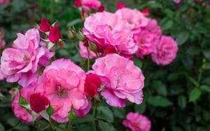 espèces et rosiers arbustifs comment planter des roses dans le jardin