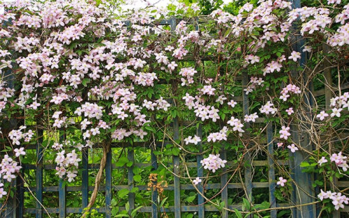 How to plant and prune climbers for the best results