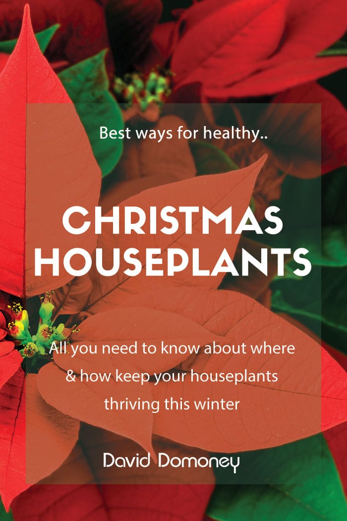 christmas houseplants