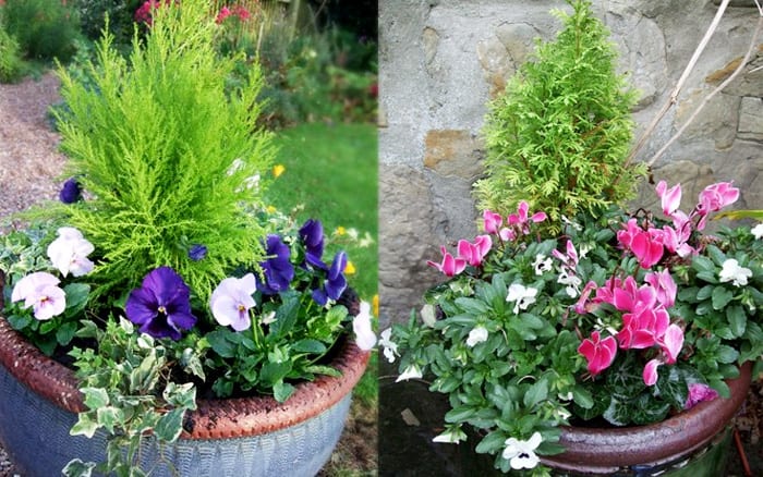 Classificeren Einde stel je voor How to make festive winter planters for your garden - David Domoney