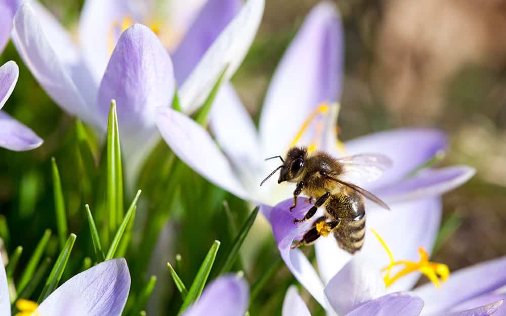The 10 Best Early Spring Flowers For Pollinating Insects