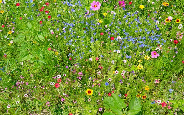 How to create a wildflower meadow in the garden