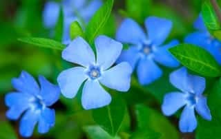 periwinkle-vinca-ground-cover-for-shade