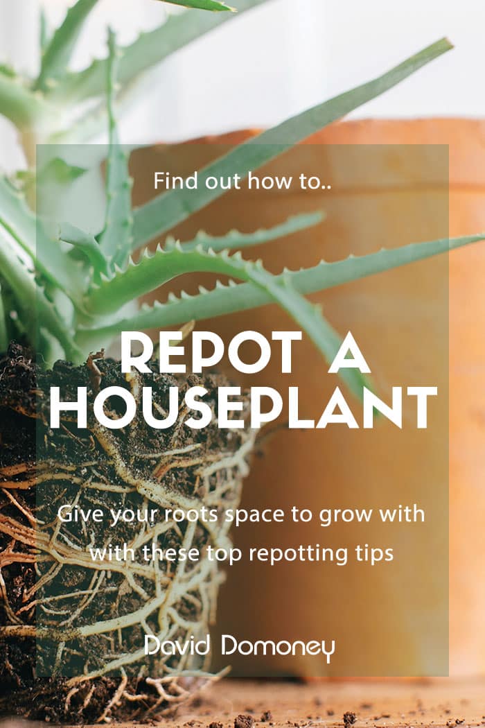 repot a houseplant