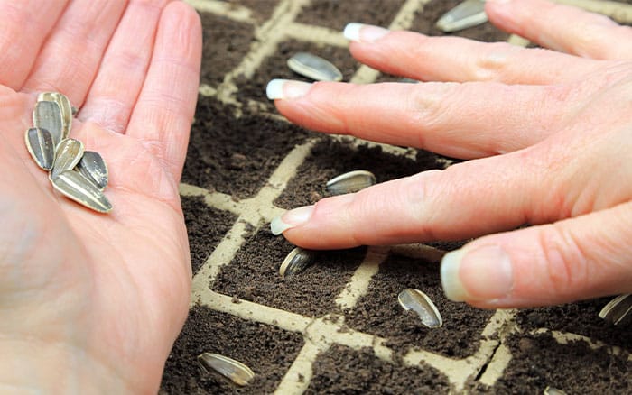 sowing sunflower seeds indoors