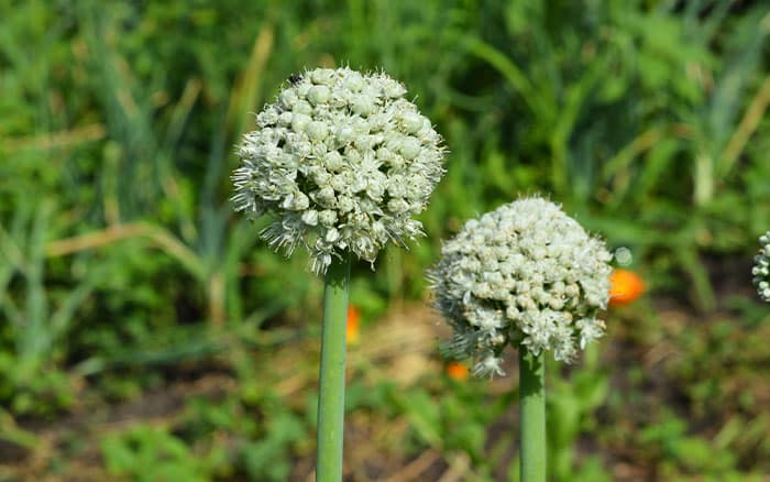 Bolting onion plant flowers