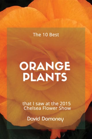 Top 10 Orange Plants Chelsea 2015