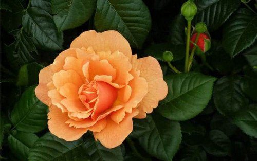 The 10 best orange plants at the Chelsea Flower Show