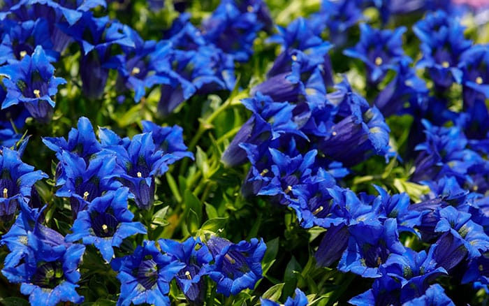 The 10 best plants with blue flowers for a cool garden border