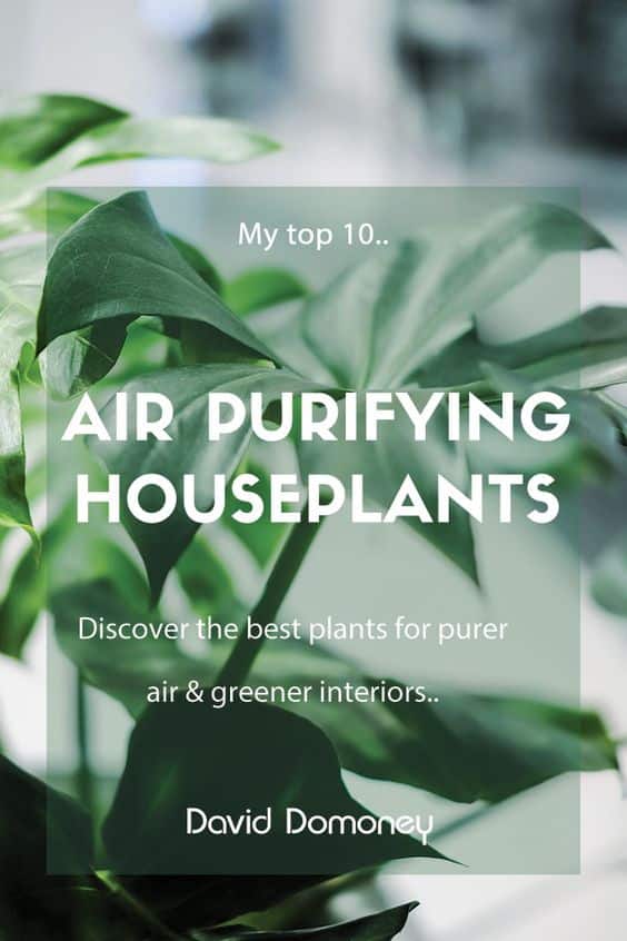 Air Purifying Houseplants