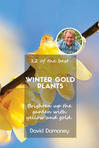 The 12 best yellow late flowering plants for beautiful winter gold