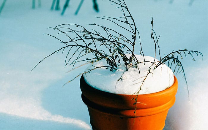 voldoende Tijdens ~ blok How to protect container plants and pots from winter frost