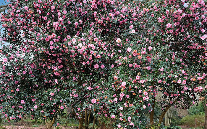 Camellia 'Donation'