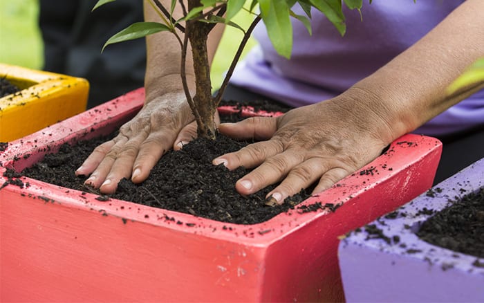 How to choose the right potting compost for your plants