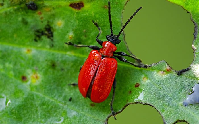 Red lily beetle