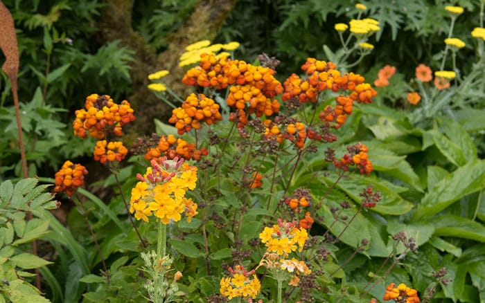 Calceolaria integrifolia 'kentish hero'