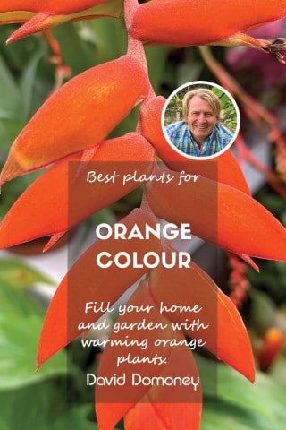 Best plants for orange colour feature