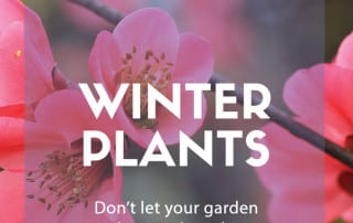 top 10 winter plants